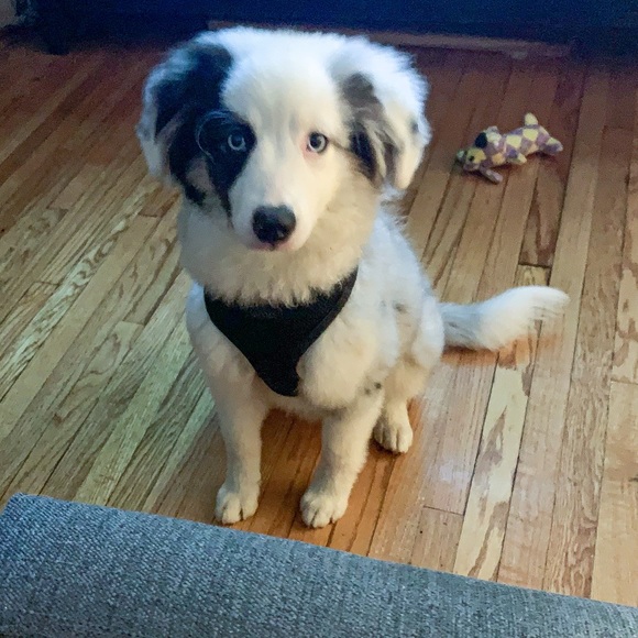 Meet your Posher, Dan - Picture 1 of 1